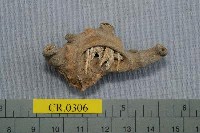 藏品(條紋細螯寄居蟹)的圖片